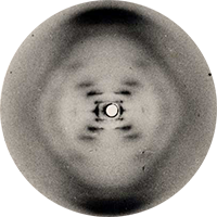 L'image de diffraction de l'ADN<br> obtenue par Rosalind Franklin<br>&nbsp;