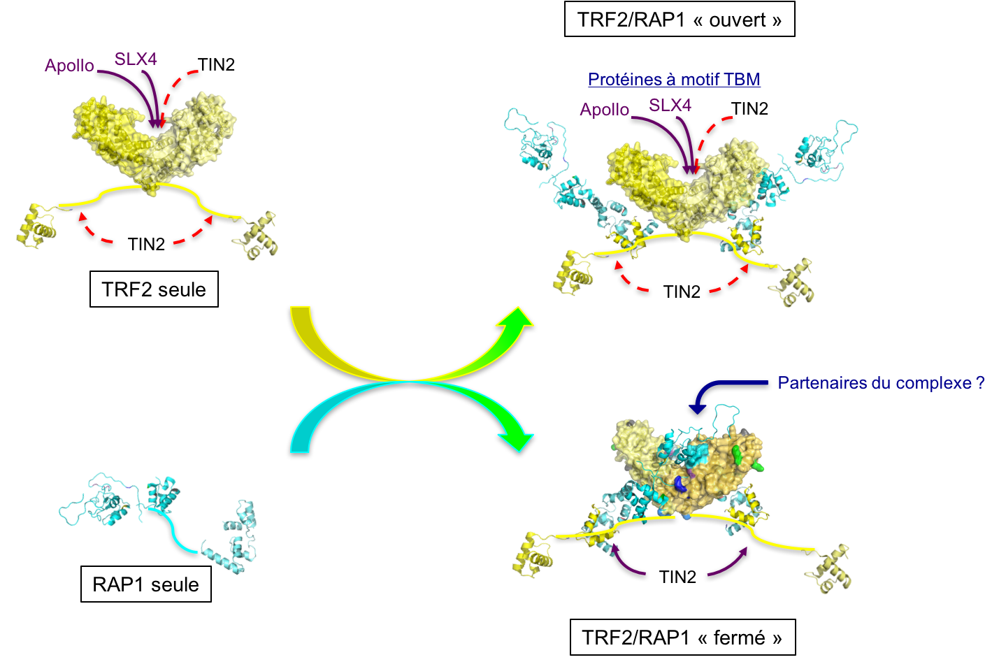 figure 2 GG