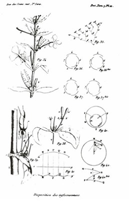 Figure 1 - page extraite du travail sur la symétrie des feuilles par Auguste et Louis Bravais AB 1