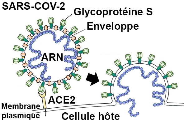 scheme sars cov 2