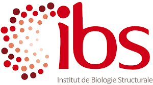logo ibs